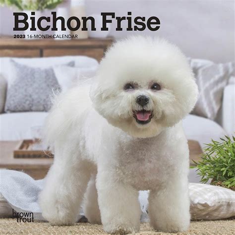 Bichon Frise Calendar 2023